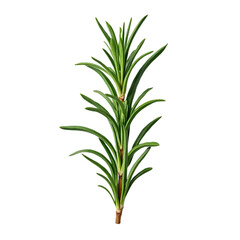 Obraz premium Fresh rosemary isolated on transparent background