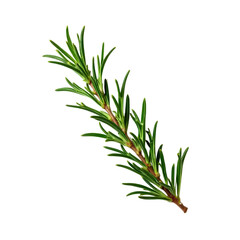 Fototapeta premium Fresh rosemary isolated on transparent background