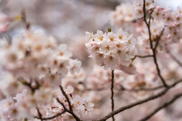 Macro shot of a beautiful cluster of cherry blossoms in full bloom, with a soft and dreamy bokeh background.