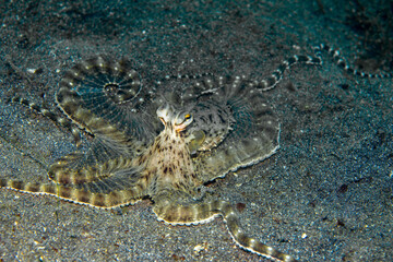 Mimic Octopus Thaumoctopus mimicus, Lembeh Indonesia