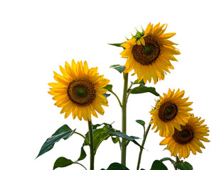 Obraz premium sunflowers in the garden 
