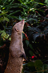 Alert Mongoose Gazing Upwards in Lush Greenery
