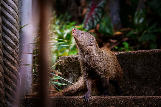 Curious Mongoose Gazing Upwards on Stone Steps