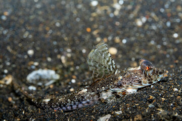 Dragonet, genus Callionymus, Lembeh Indonesia