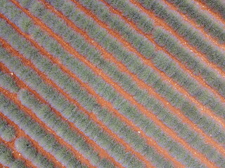 Prise de vue en drone des champs de lavande de Valensole