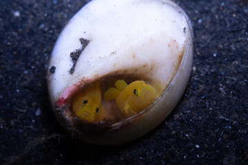 Yellow Pygmy-goby Lubricogobius exiguus, Lembeh Indonesia