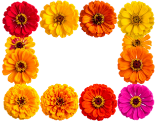 Set of Vector cherry blossoms in full bloom transparent png background. Ai generated
