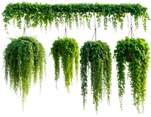Set of with lush green leaves, hanging gracefully transparent png background. Ai gene