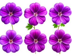 Set of Single vivid purple geranium bloom centered and on transparent png background.