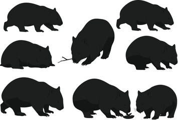 Collection of black wombat silhouettes in various standing sitting eating walking poses isolated vector illustration Australian wildlife animal design graphic