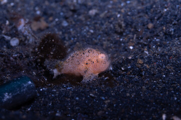 Juvenile Frogfish, Genus Antennarius, Lembeh Indonesia