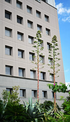 リュウゼツランの花