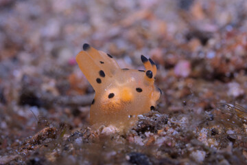 Pikachu Nudibranch (Thecacera pacifica), Lembeh Indonesia