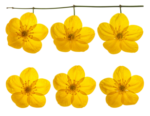 Set of Macro photograph of golden yellow flower petals on a thin branch on pure on tr