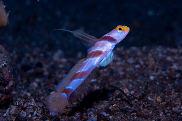 Black-Rayed Shrimp-goby Stonogobiops nematodes, Lembeh Indonesia