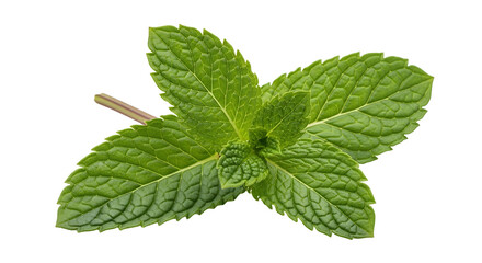 Fresh Mint Leaves on Black Background Transparent