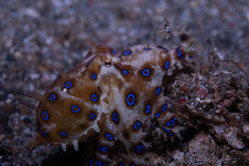 Blue-ringed octopus Hapalochlaena lunulata, Lembeh Indonesia