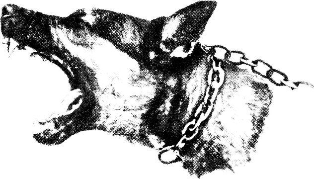 Aggressive dog breed vector illustration. Simple black and white graphic of a barking dog head with chain collar, emphasizing its fierce expression.
