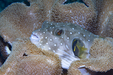 White-Spotted Puffer Arothron hispidus, Lembeh Indonesia