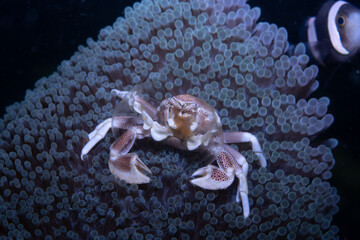 Porcelain crab Neopetrolishes oshimai, Lembeh Indonesia