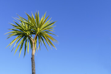 new zealand cabbage tree/tī koukā (cordyline australis stands alone agsint blue sky in sunshine © Tim Lole