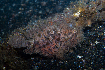 Striped Frogfish Antennarius striatus, Lembeh Indonesia