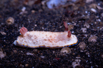 Precious Nudibranch Goniobranchus preciosus, Lembeh Indonesia