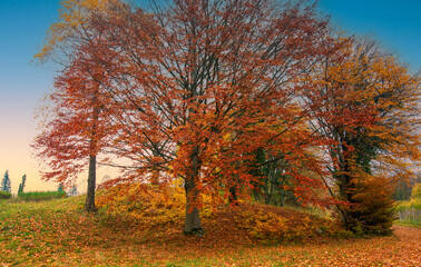 the splendid tree reddened by autumn at dawn