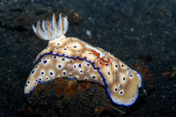 Tryon's Hypselodoris, Hypselodoris tryoni, with commensal shrimp (Emperor Shrimp Zenopontonia rex)