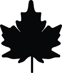 Maple Silhouettes,
Nature's Art in Shadow
