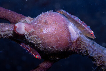 Many-host Ghostgoby Pleurosicya mossambica, Lembeh Indonesia