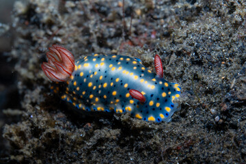 Painted Hypselodoris Hypselodoris infucata, Lembeh Indonesia