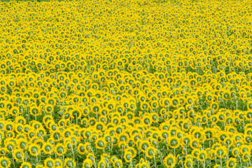 sunflower field background