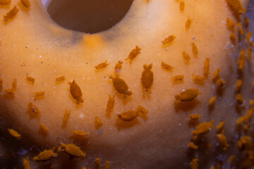 Sponge Isopods, Genus Santia, Lembeh Indonesia