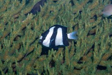 Common Humbug Dascyllus aruanus, Lembeh Indonesia