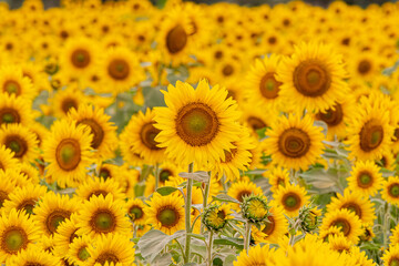 field of sunflowers