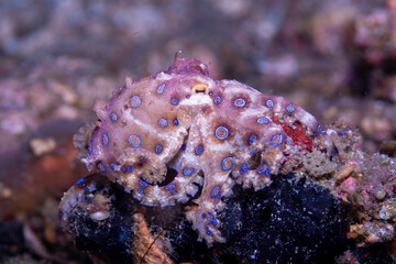Blue-ringed octopus Hapalochlaena lunulata, Lembeh Indonesia © Francesco