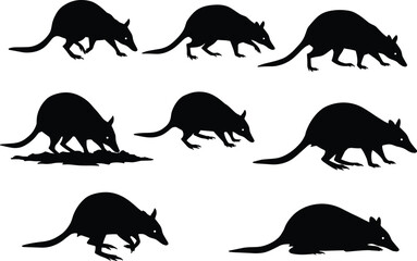 Silhouette vector illustration of bandicoot marsupial animals in various poses digging walking sniffing Australian wildlife black design isolated on white background