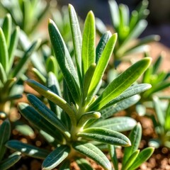 Obraz premium Close up image of green plants