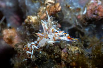 Tiger Shrimp Phyllognathia ceratophthalmus, Lembeh Indonesia