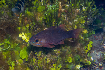 Yelloweyed Cardinalfish Ostorhinchus monospilus, Lembeh Indonesia