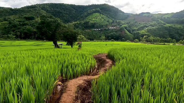 Rice terraces - Green nature rice field in rainy season in Banwen Na Lua Nan Thailand - Dolly in Footage
