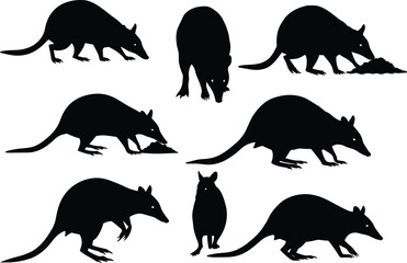 Silhouette vector illustration of bandicoot animals in various poses digging standing walking Australian wildlife black design isolated on white background