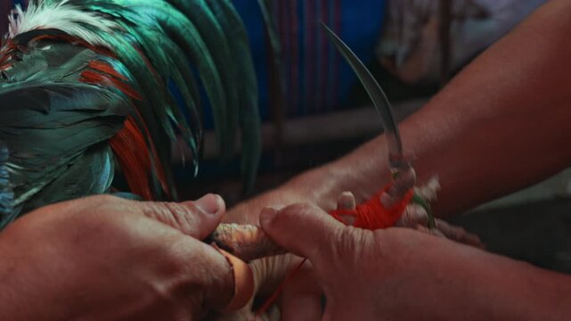 Cockfighting in Indonesia. Competitors tie sharp razors to the legs