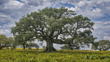 Fototapeta premium Majestic Oak Tree Spreading Its Canopy in Open Field