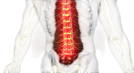 Close up of human spine glowing with intense red light showing pain and discomfort anatomy