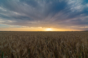 Golden Wheat Field at Sunrise with Vibrant Sky