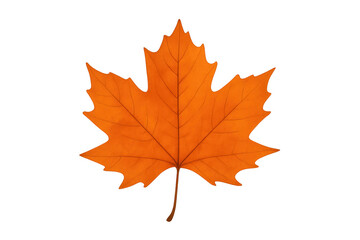 Obraz premium Orange maple leaf showing autumn colors on transparent background