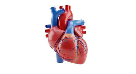 Detailed 3d rendering of a human heart showing arteries and veins