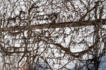 Hauswand von Verästelung von wildem Wein bedeckt im Winter